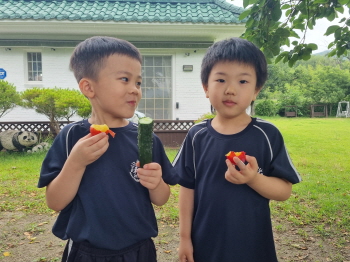 달콤한 자두와 시원한 오이에요!